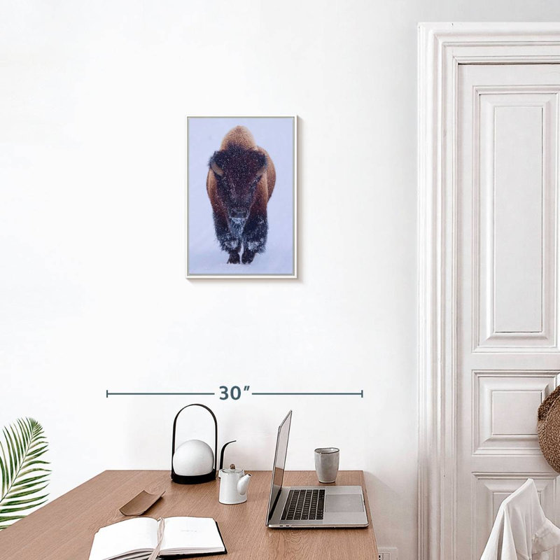 Bison dans la neige, 13" x 19", Floating Frame White