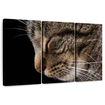 Sleeping Tabby Cat