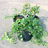 Gearonic Hydroponic Unit