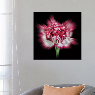 Pink Daisy Flower by Glauco Meneghelli - Wrapped Canvas Print