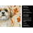 Gold and White Shih Tzu Heirloom Fall Kitchen Towel-1218231531