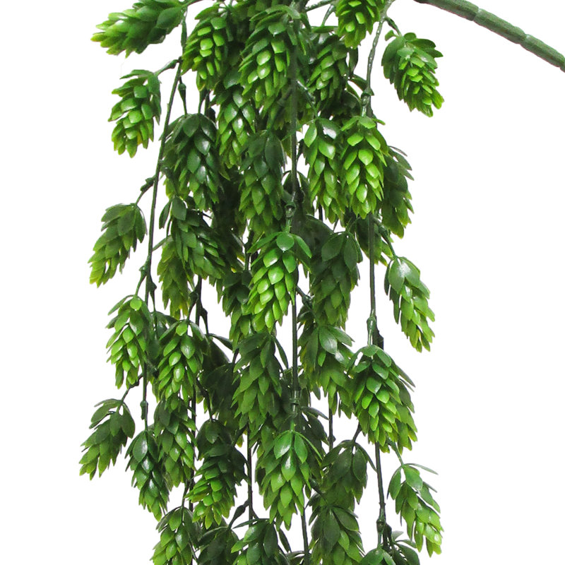 Plante à suspendre 30 po