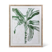 Plants & Flowers