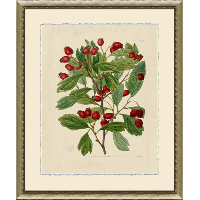 Wilts Red Berries " Wilts Red Berries II "
