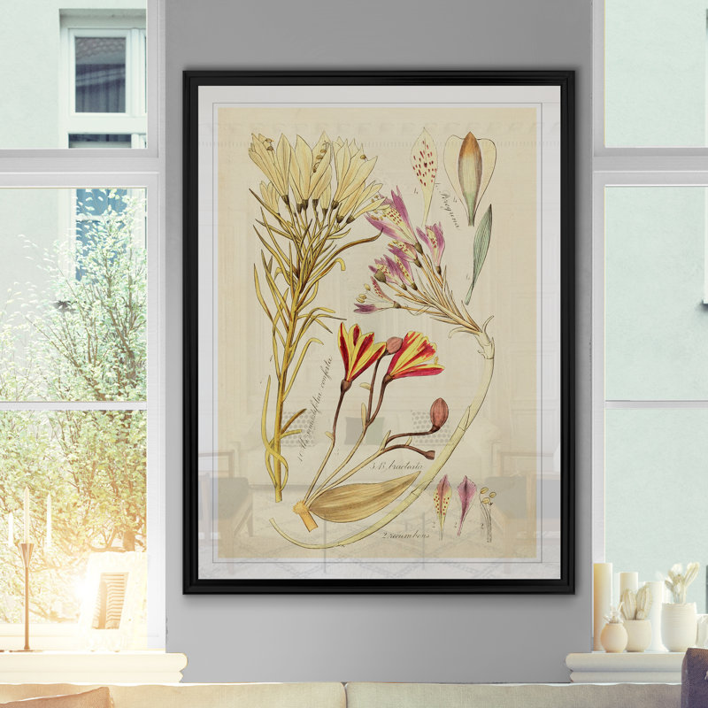 Reproduction botanique antique sur toile, H 18,5 po x l 24,5 po x P 1,5 po, Cadre noir