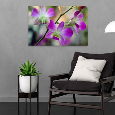 Cattleya Orchid Flower Blossoms Close Up. Delicate Abstract Contemporary Orchid Flower Nature Art