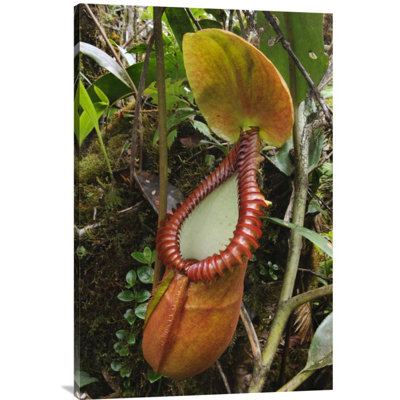 " Pitcher Plant Pitcher "
