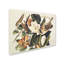 « black-billed coucou » par john james audubon, reproduction d’art sur toile tendue-31104315
