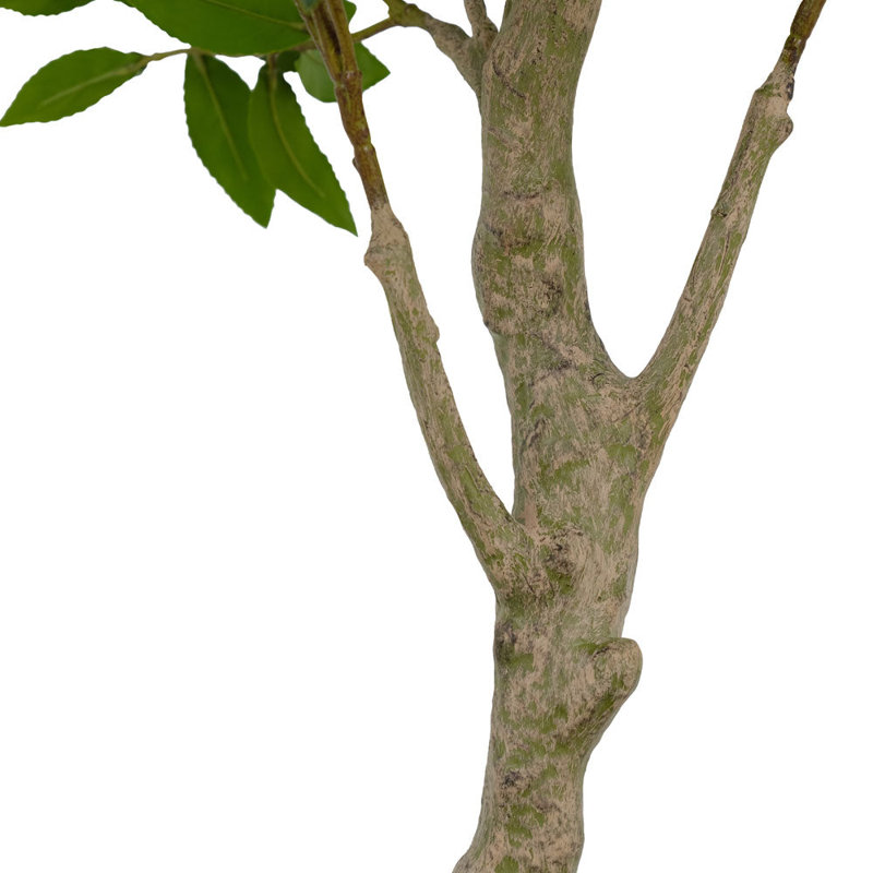 ARBRE LAUREL POT 7 pi