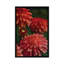 « dahlia », reproduction de photo sur toile-33083801-72226393-72226398