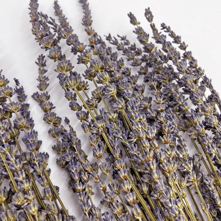 Modern Art Preserved Lavender Stems, Light Purple