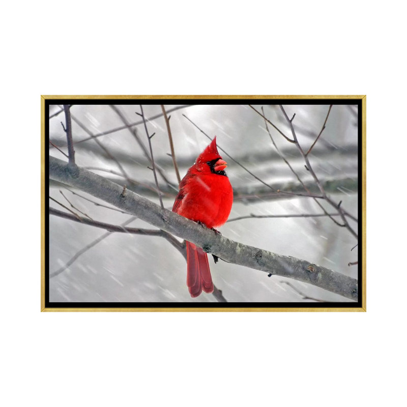 « cardinal oiseau »-impression, Toile encadrée d'or, H 32 po x l 48 po x P 1,5 po
