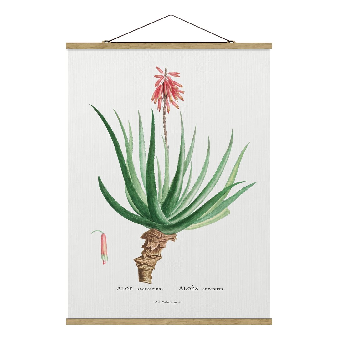 Stoffbild Botanik Vintage Illustration Aloe Pink Blossom