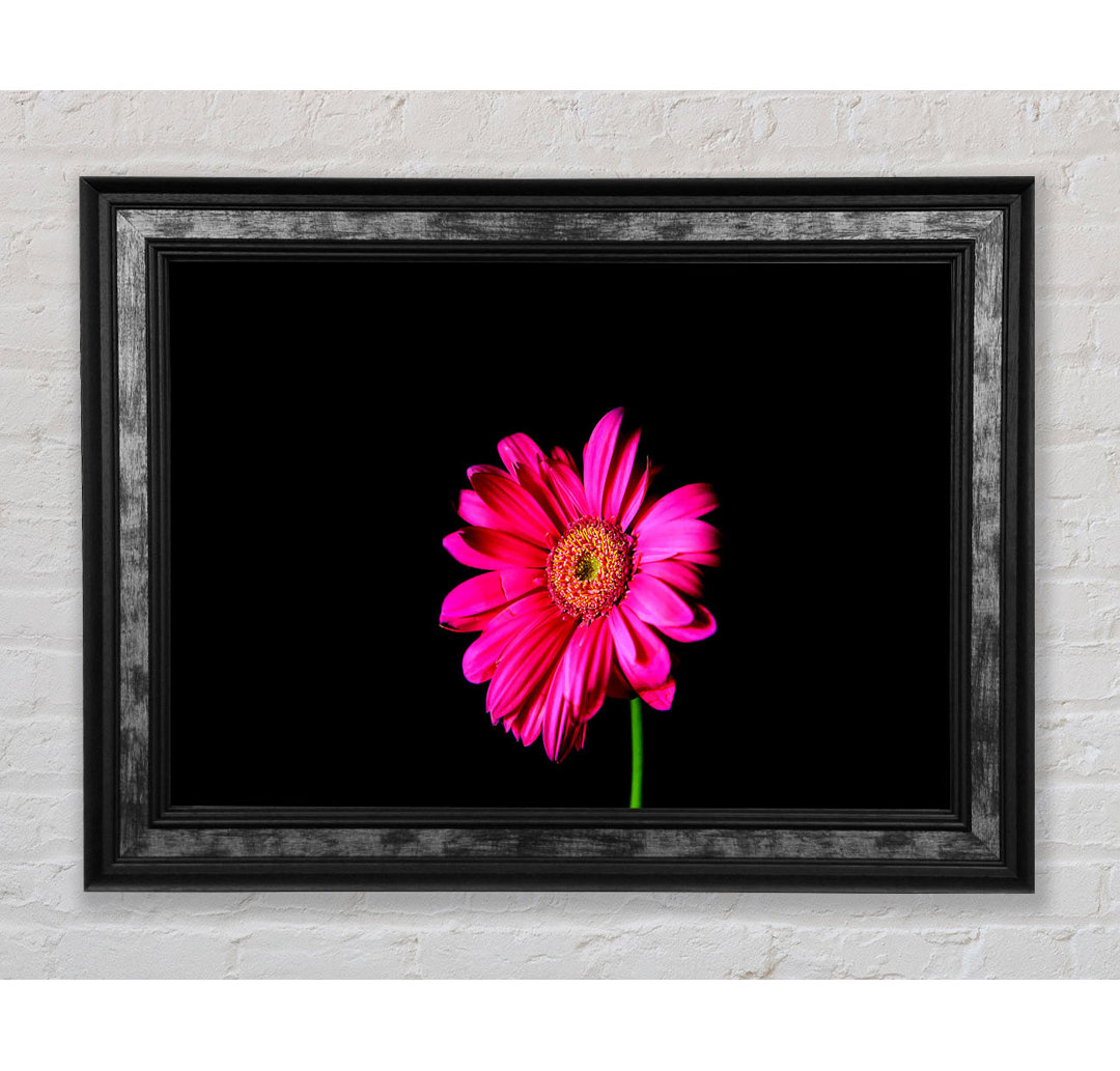 Hot Pink Gerber Daisy - Druck