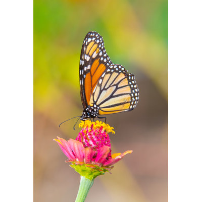 Ciapha " Butterfly " by William Reagan