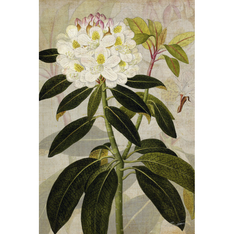 Rhododendron I, H 12 po x l 8 po