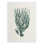 Corail antique antique - impression sur toile seulement - non encadrée