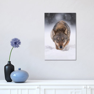 Wolf Hunting in the Snow by Dick van Duijn  Photograph Print