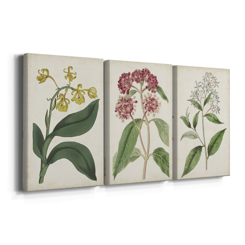 Antique Botanical Collection X - Toile tendue avec châssis sur mesure - 3 pièces, H 60 po x l 120 po