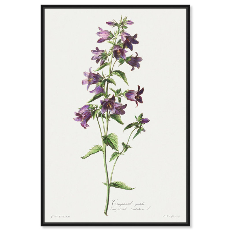 Art Remedy, impressions sur toile, Campanule Gantelee, H 46 po x l 31 po, Cadre flottant noir