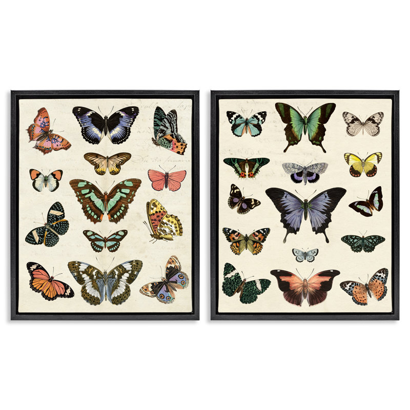  Ensemble de 2 flotteurs encadrés Antique Butterfly par Susan Arnot, H 21 po x l 17 po, Cadre flottant noir de jais