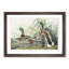Mallard Ducks by John James Audubon - Picture Frame Art Print-55576592-55576589