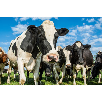Cows by Stefbennett - Wrapped Canvas Print