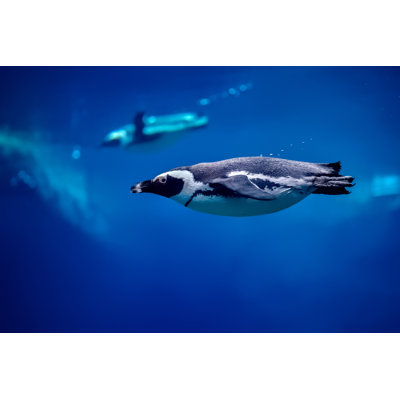 Humboldt Penguin by Antagain - No Frame Art Prints on Canvas