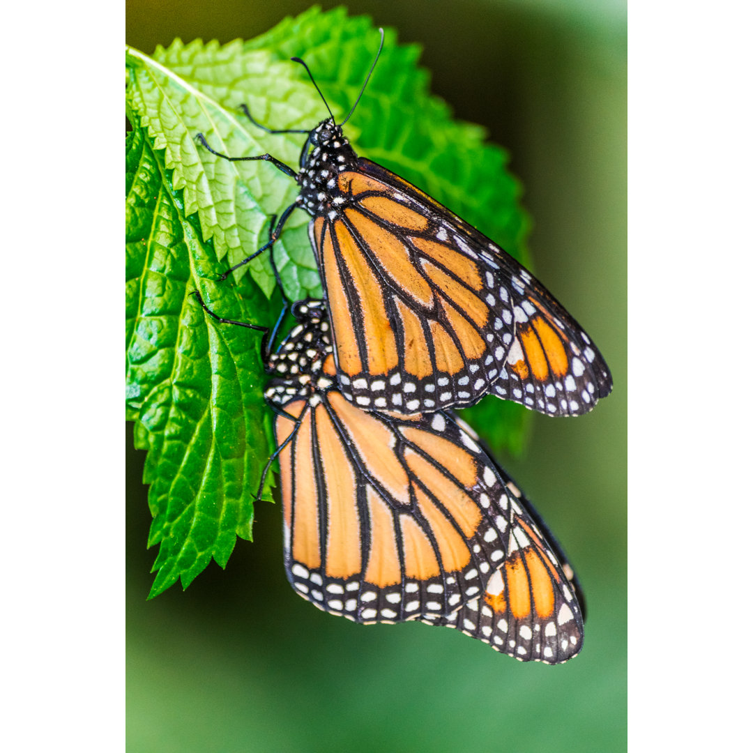 Monarch Schmetterlinge von Martin Leber - Leinwandbild