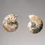 Two Genuine Polished Calcified Ammonite Halves in Display Box (15 Grams)