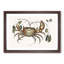 Land Crab by Mark Catesby - Picture Frame Painting Print-55777597-55777602
