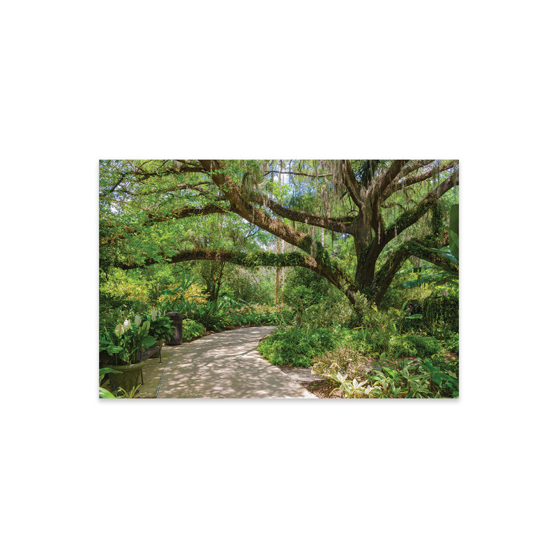 États-Unis, Floride. Jardin tropical avec palmiers et chêne vivant. Impression sur verre acrylique
