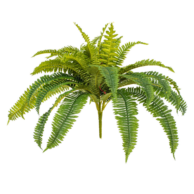 Fern Arrangement