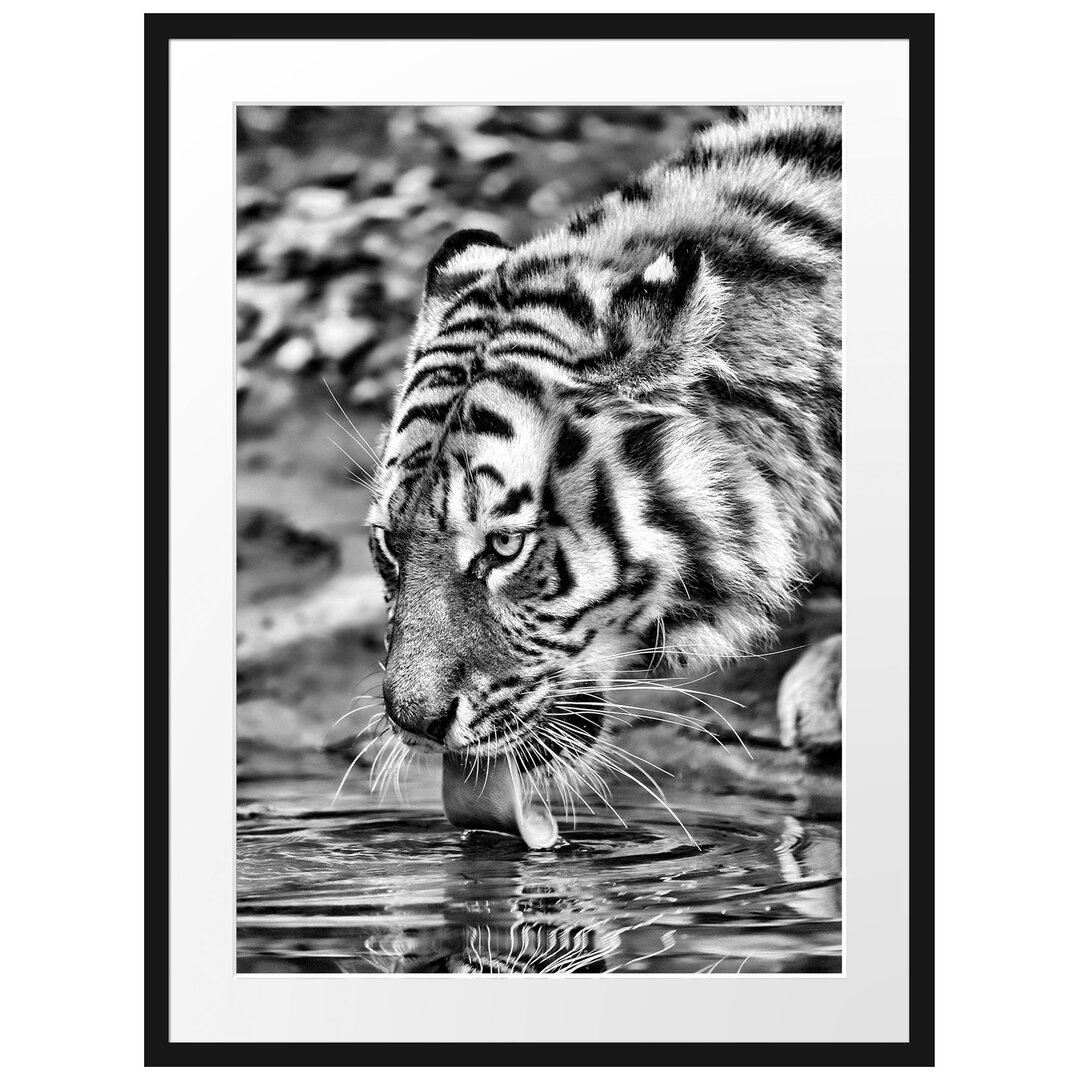 Gerahmtes Poster Tiger am Wasser