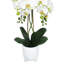 Centres de table orchidées phalaenopsis en pot