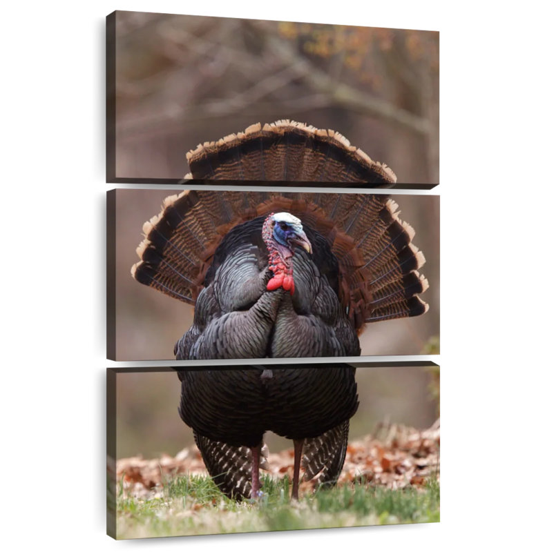 Brampt Strutting Tom Turkey, 38" H x 24" W