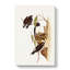 White Rumped Woodswallows by Elizabeth Gould - Wrapped Canvas-55305515