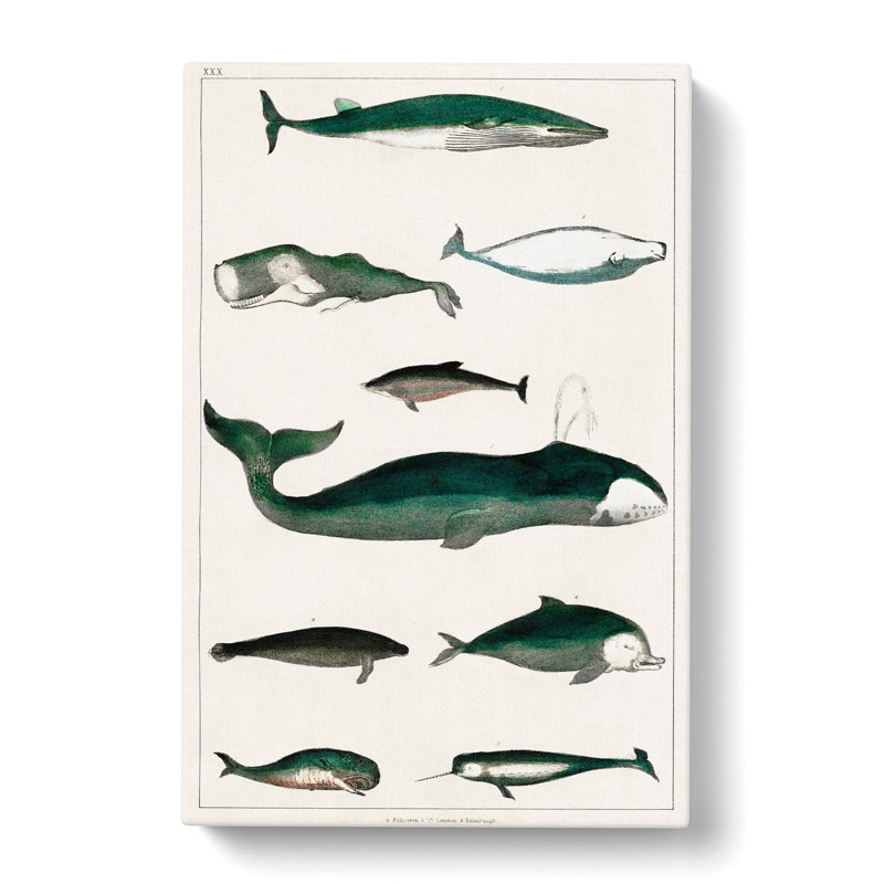 Various Whales XXX by Oliver Goldsmith - Wrapped Canvas Painting, 76cm H x 50cm W x 3cm D