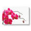 Hot Pink Orchids - Wrapped Canvas-56633890