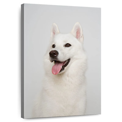 White Siberian Husky