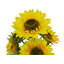 Tige de tournesol pleine floraison-1116673728