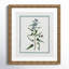 Colombe Shabby Elegance Botanical I - Art encadré avec fond perdu-72514543-72514545