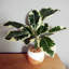 40cm Faux Plant in Planter