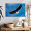 Brampt Eagle d'en bas-107863333
