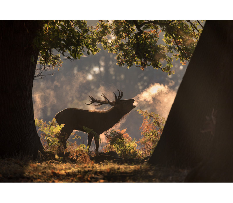 Wrapped Canvas Print, 50.8 cm H x 76.2 cm W