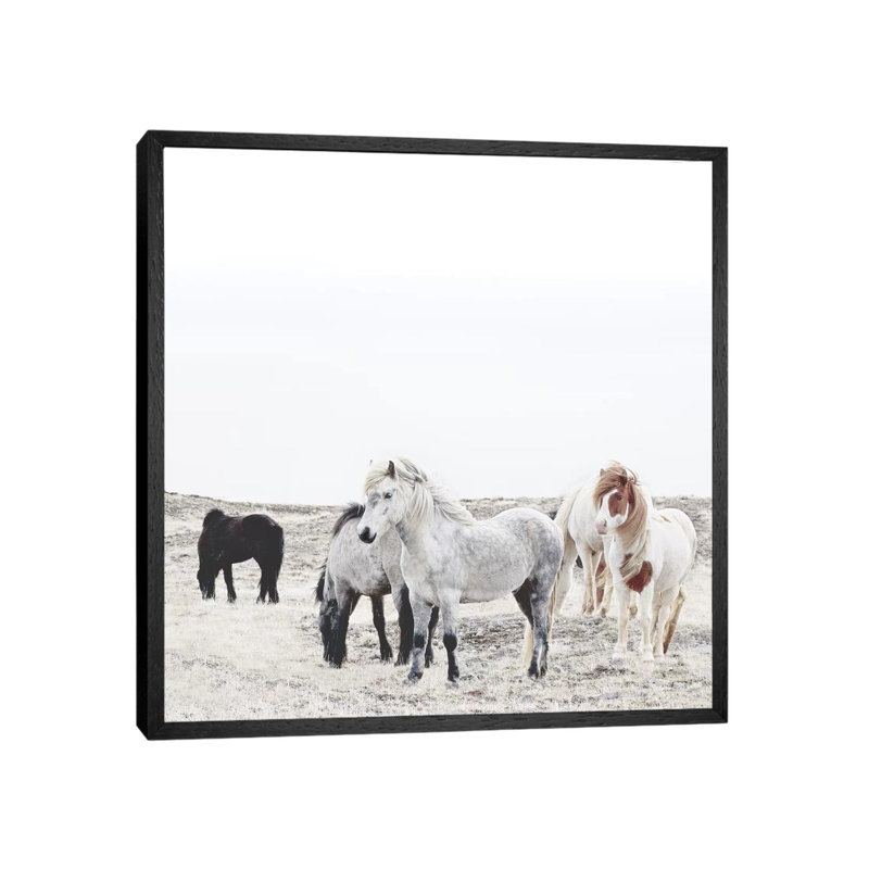 Wild And Free Horses Of Iceland I Square by Monika Strigel - Print on Canvas, 66.04cm H x 66.04cm W x 3.81cm D, Black Framed