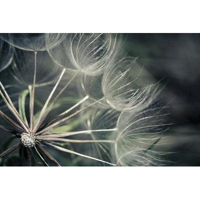 Dandelion by Andipantz - Wrapped Canvas Print