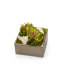Orchid Arrangement in Planter