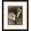 Sepia Flowers 12 Giclee Print by Soicher Marin Archives