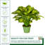 24 po Faux feuillage en pot vert